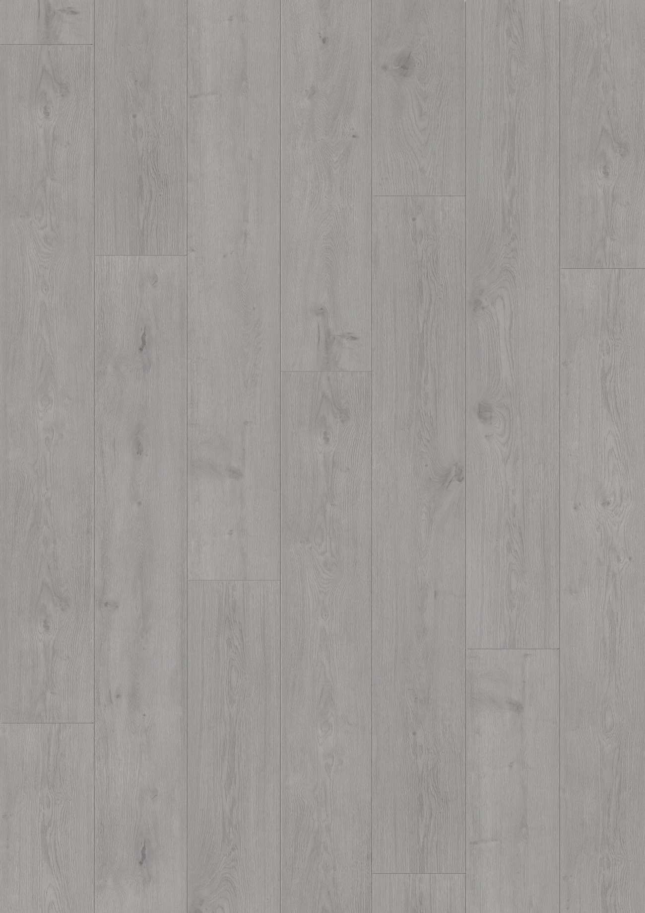 羅波灰橡